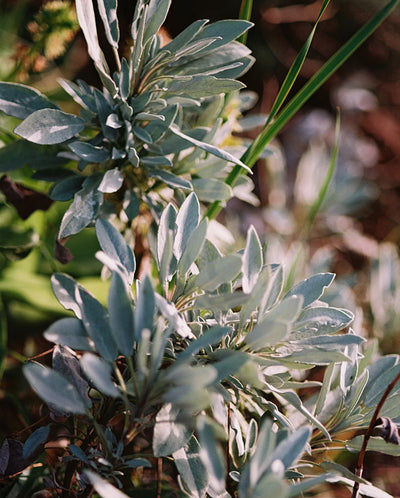 Body Lotion Sage, Rosemary and Lavender